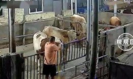 巴哥爆料水管视频,水管问题视频引发网友热议