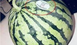 网红吃瓜趣事,揭秘娱乐圈幕后花絮