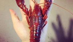 厦门龙虾爆料视频播放大全,视频播放大全带你领略海鲜美味