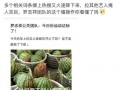 吃网红的瓜的网站,吃瓜网站带你领略网络红人幕后故事